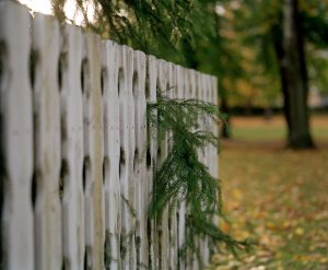 Spruce and a fence